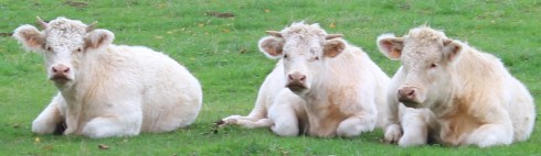 Copyright: Louise Ralph