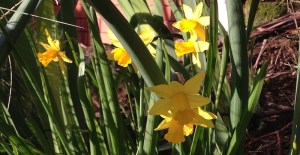 Copyright: Louise Ralph