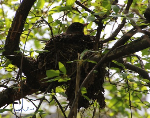 Copyright: Louise Ralph