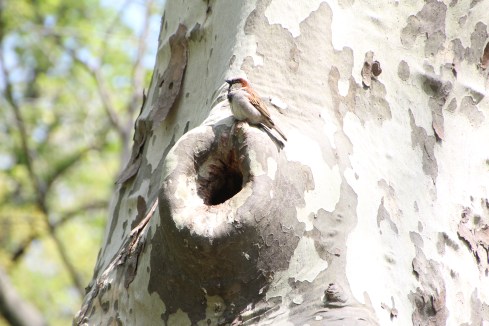 Copyright: Louise Ralph