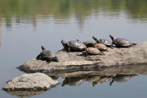 Copyright: Louise Ralph