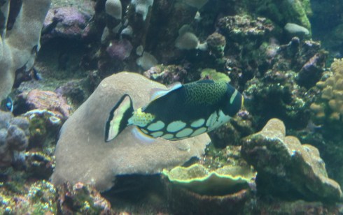 Copyright: Louise Ralph