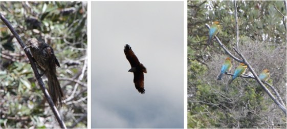 Copyright: Louise Ralph