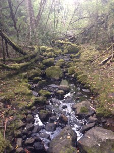 Christmas morning wanderings, discovering the hidden beauty in the valley behind our Tassie house.