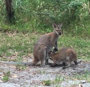 Copyright: Louise Creely 2015