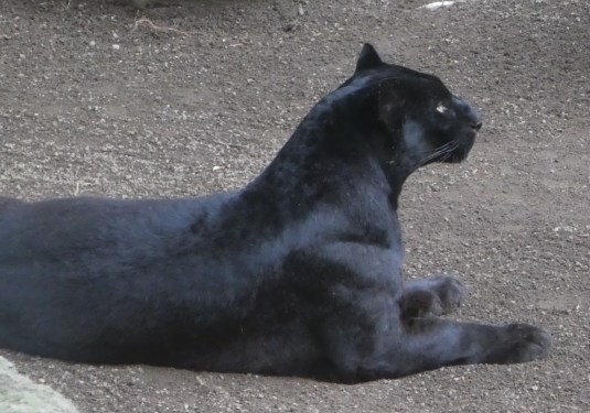 © Louise Creely 2016