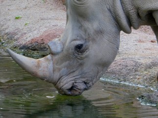 © Louise Creely 2016