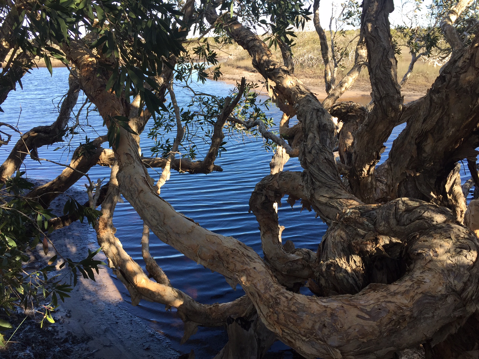 Creek through paperbarks