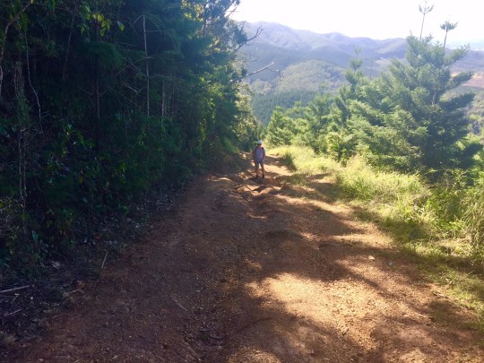 Mt Allan Trail, Conondale National Park