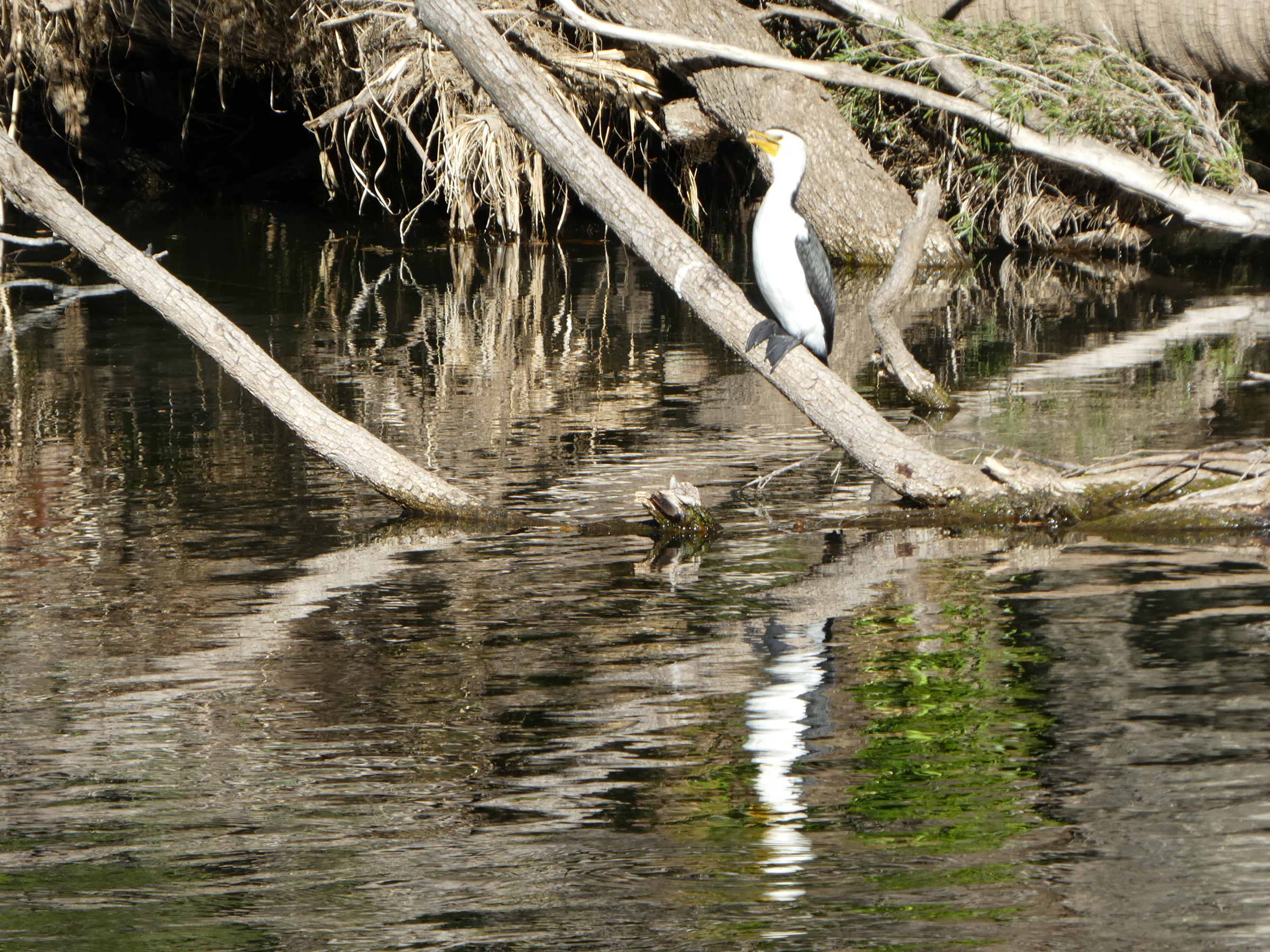 Darter © Louise Creely