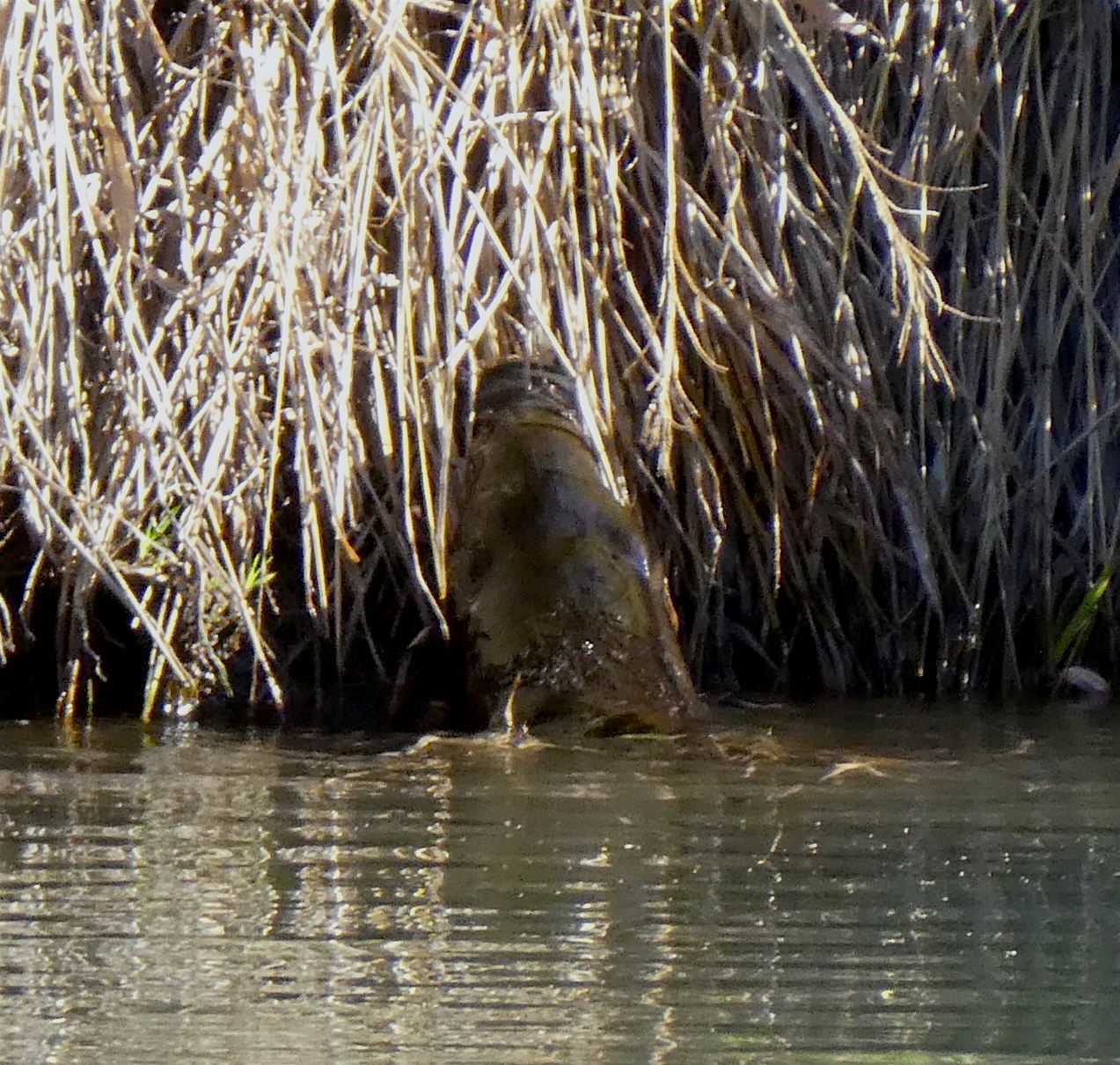 Platypus gathering reeds © Louise Creely