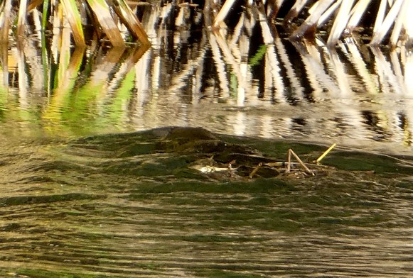 Platypus gathering nesting material © Louise Creely
