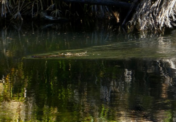 Platypus nesting © Louise Creely