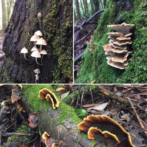 Fungi © Louise Creely