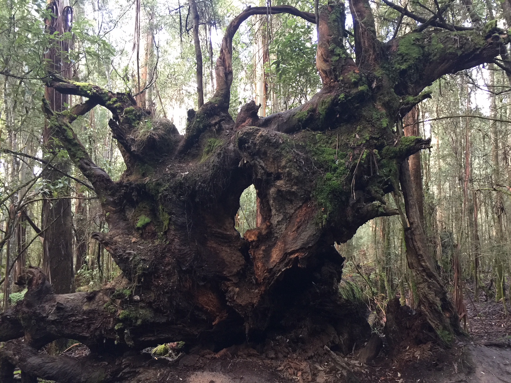 roots of a fallen tree © Louise Creely