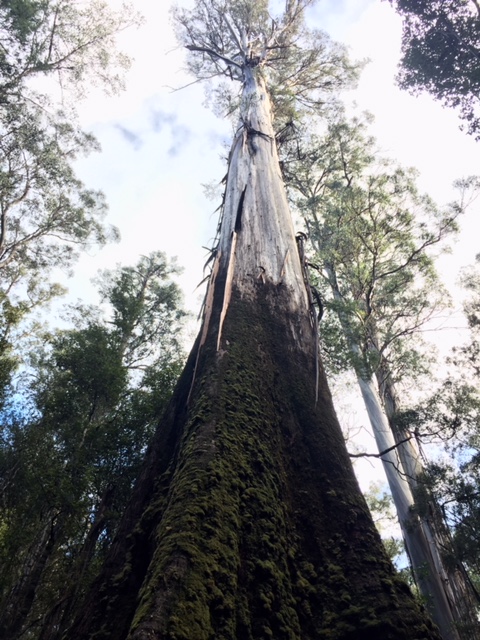 Tasmanian swamp gum