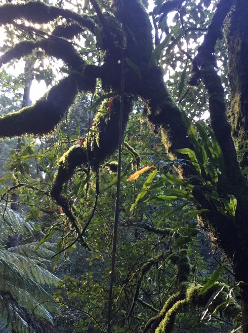 Mt Field © Louise Creely