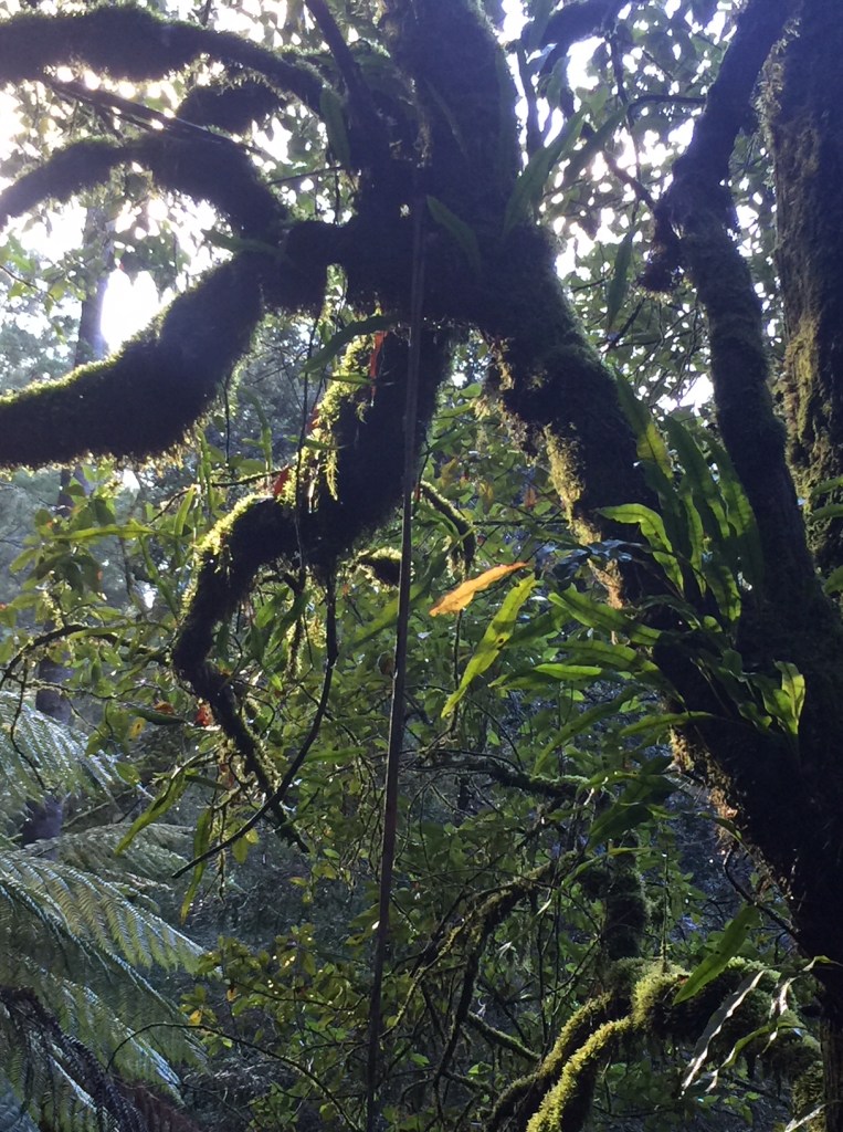 Mt Field © Louise Creely