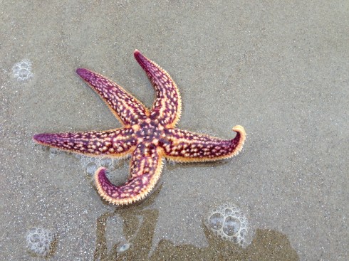 starfish